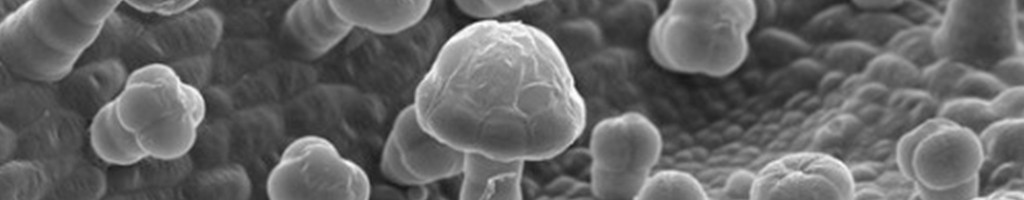capa_microsc