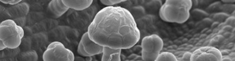 Mundo Microscópico